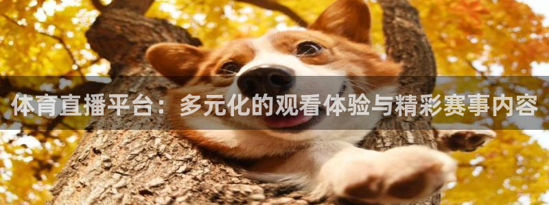 黑白直播体育ufc：体育直播平台：多元化的观看体验与精彩赛事内容