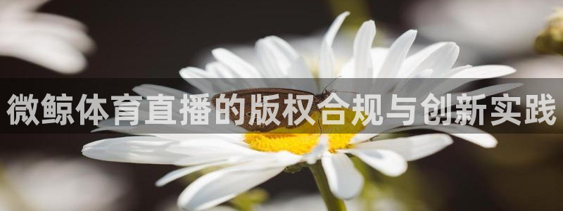 黑白直播免费足球直播：微鲸体育直播的版权合规与创新实践