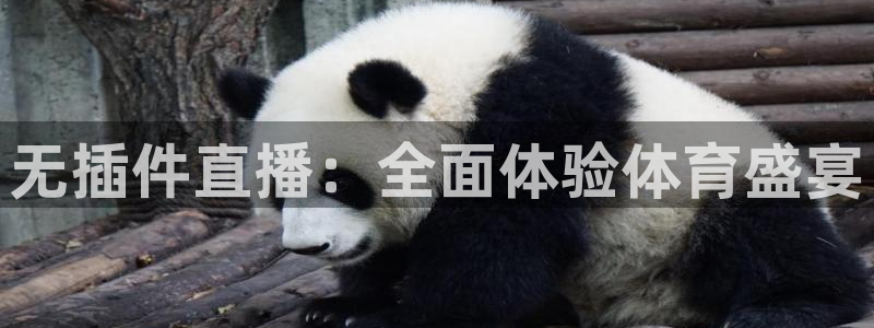 黑白直播在线观看nba：无插件直播：全面体验体育盛宴